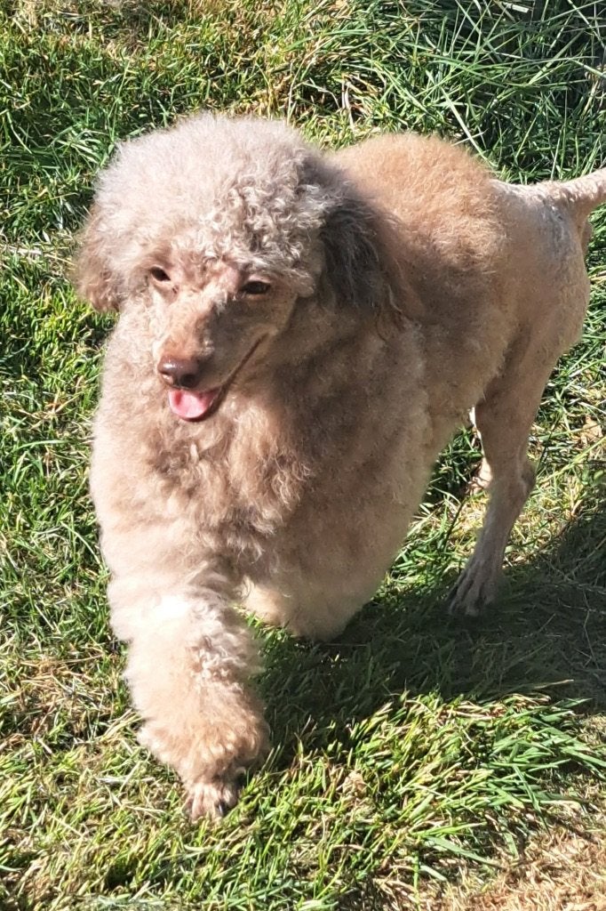 Toy poedel reutje, Dieren en Toebehoren, Honden | Chihuahua's en Gezelschapshonden, Poedel, België, Particulier, Reu
