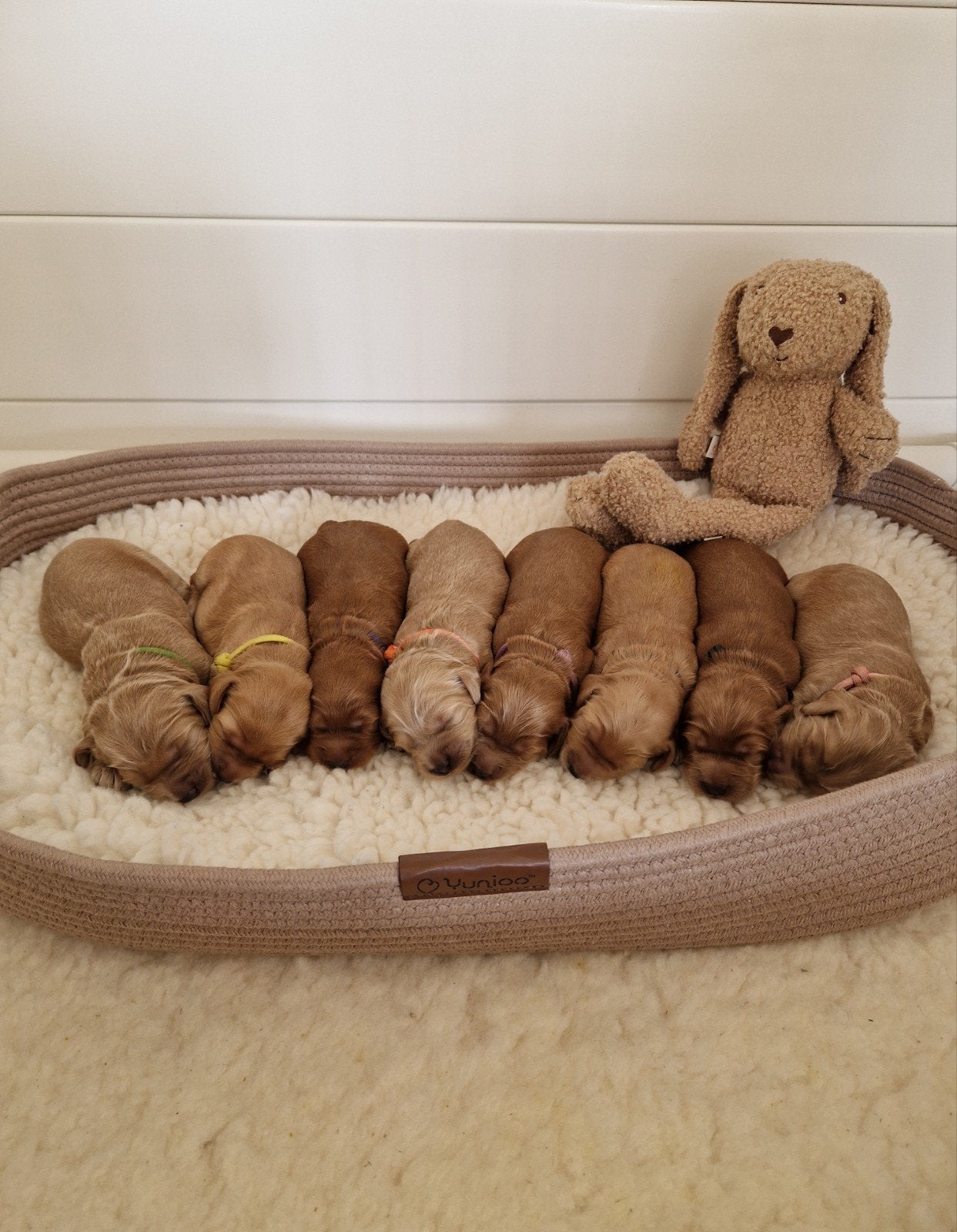 Australian Labradoodle pups – WALA geregistreerd, Parvo, 8 tot 15 weken, Meerdere, Meerdere dieren