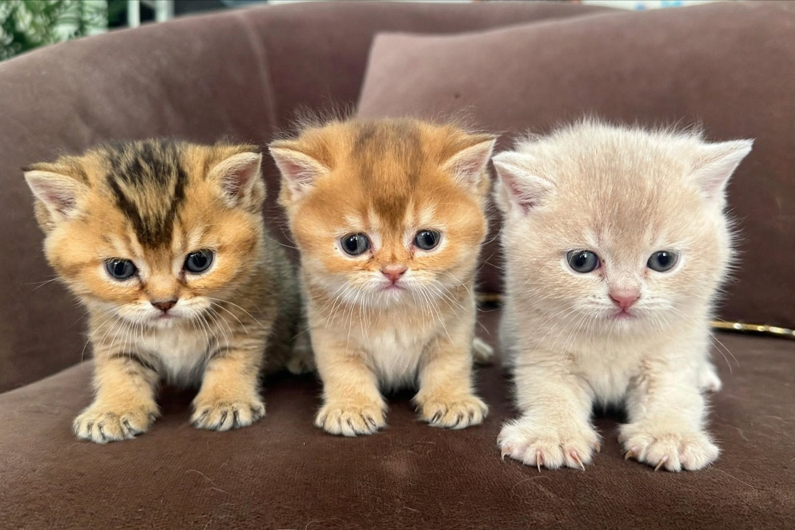 3 British Shorthair kittens -Golden -BRI ny 12 Golden Shaded, Dieren en Toebehoren