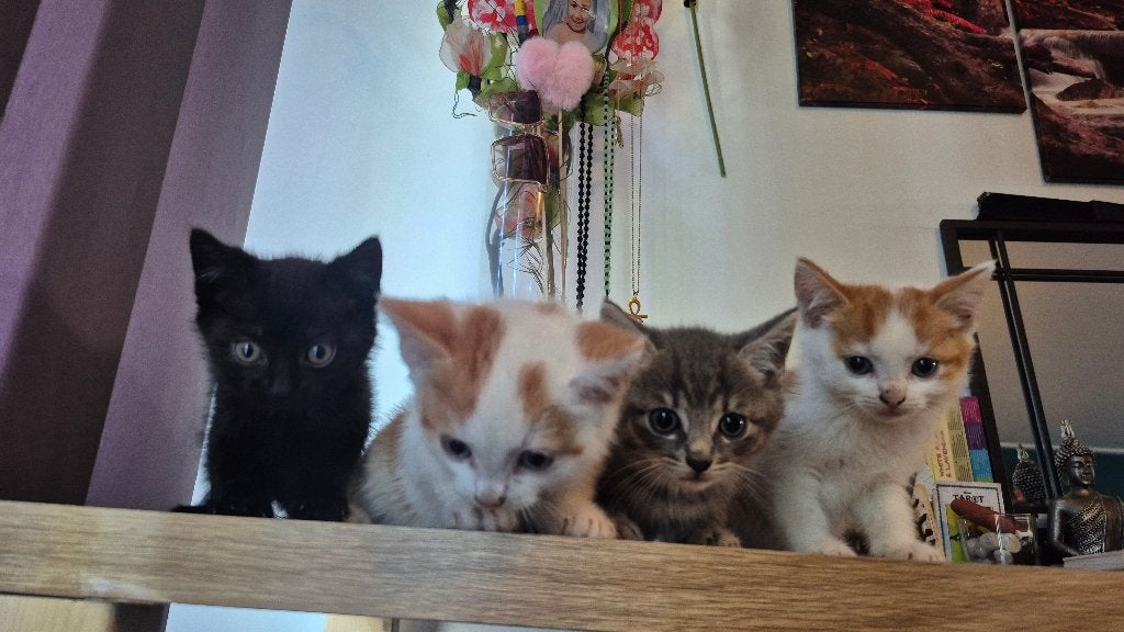 Cute Kittens te koop, Dieren en Toebehoren, Katten en Kittens | Raskatten | Korthaar, Meerdere dieren, 0 tot 2 jaar, Ontwormd