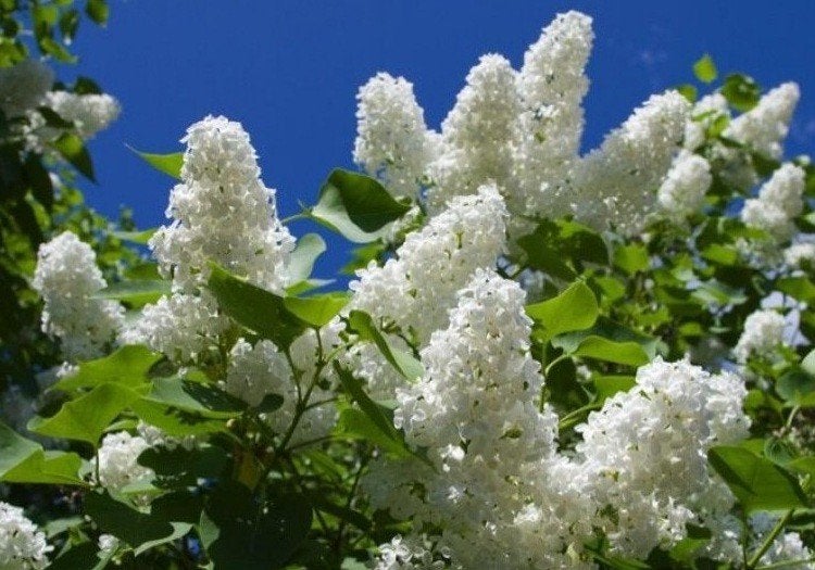 Sering wit, krijgt prachtige witte en geurende bloemen, BIO, Tuin en Terras, Overige soorten, Minder dan 100 cm, Zomer, Ophalen