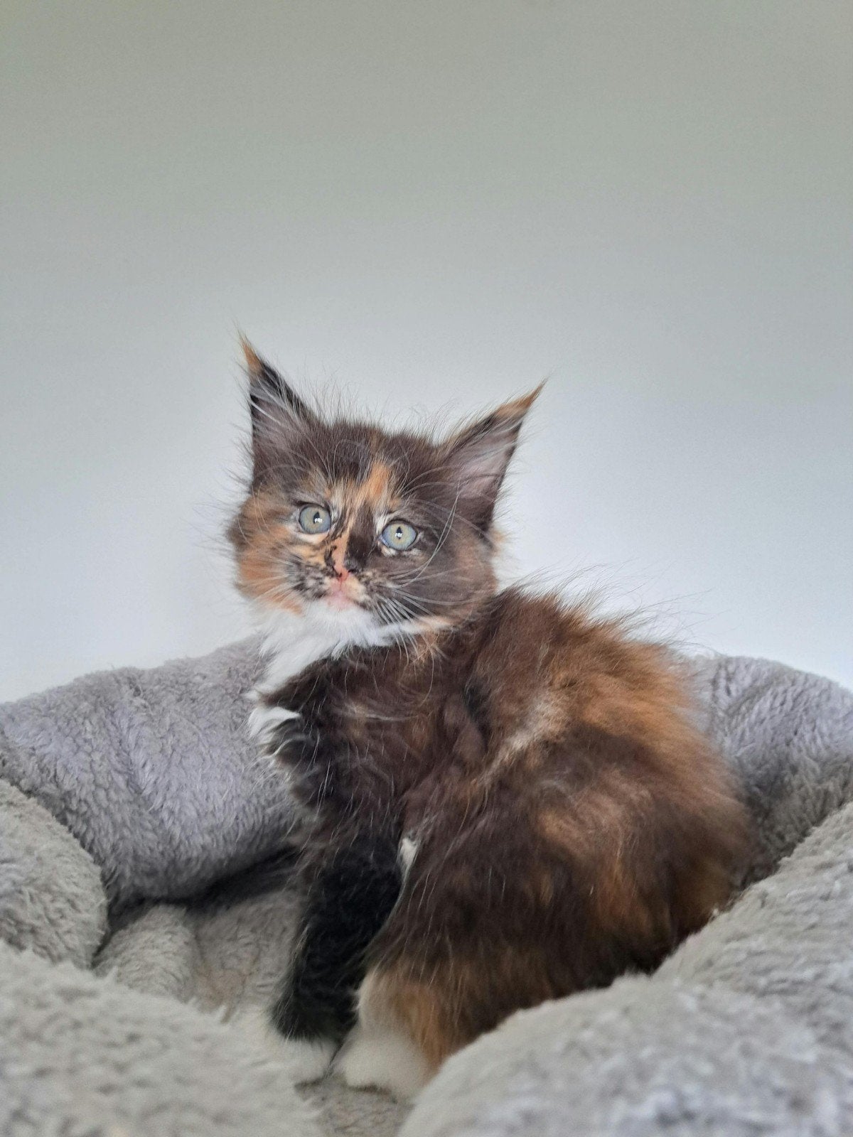 Maine coon kittens met stamboom en volledig geteste ouders, Dieren en Toebehoren, Poes, Met stamboom, 0 tot 2 jaar