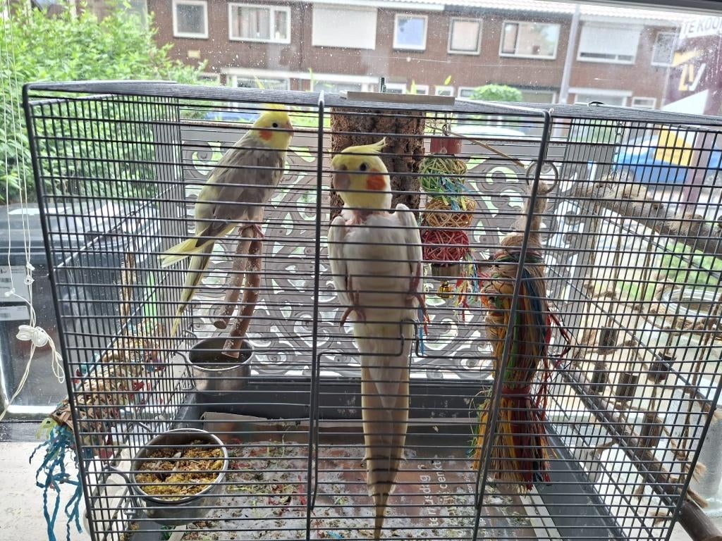 gratis aftehalen valkparkieten, Dieren en Toebehoren, Vogels | Parkieten en Papegaaien, Meerdere dieren, Parkiet, Tam
