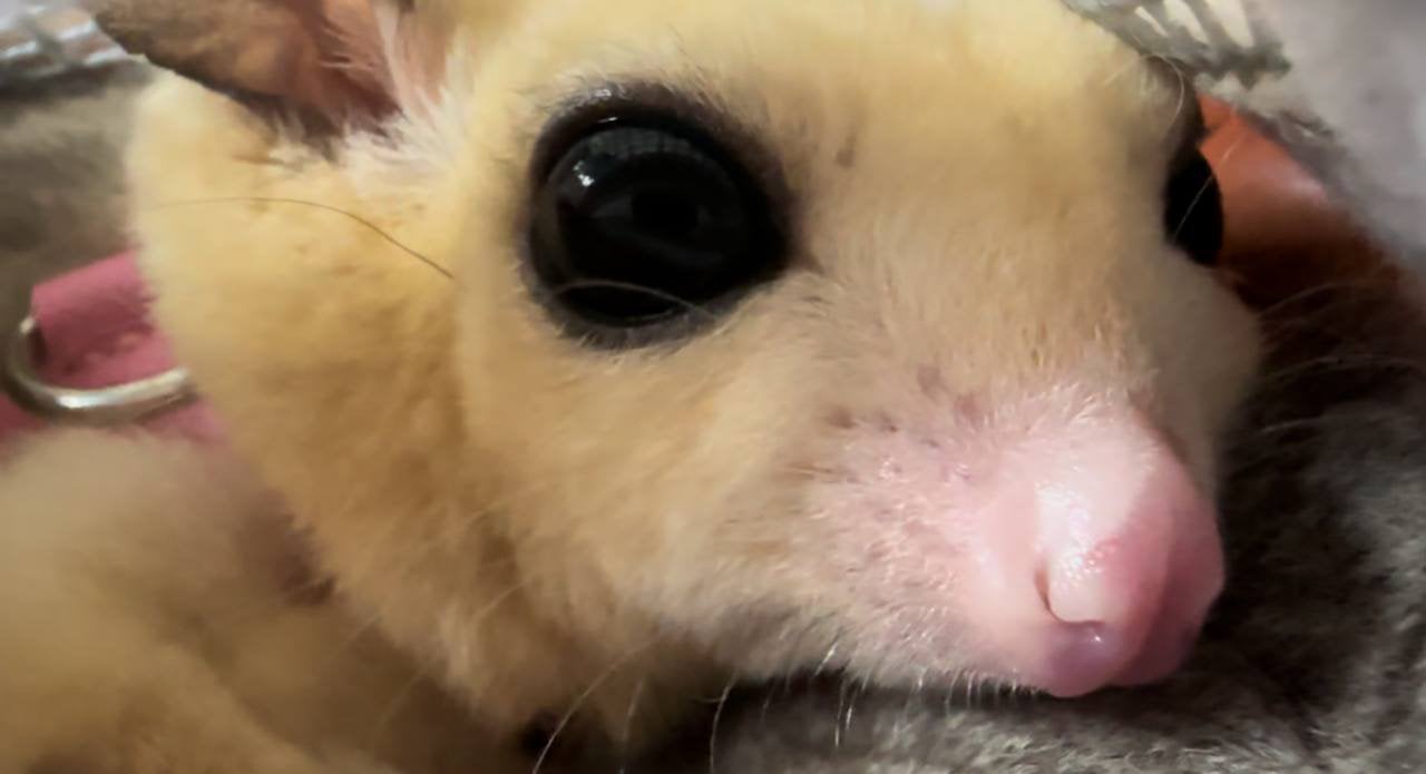 sugar gliders, Dieren en Toebehoren, Overige Dieren, Januari, Mannelijk