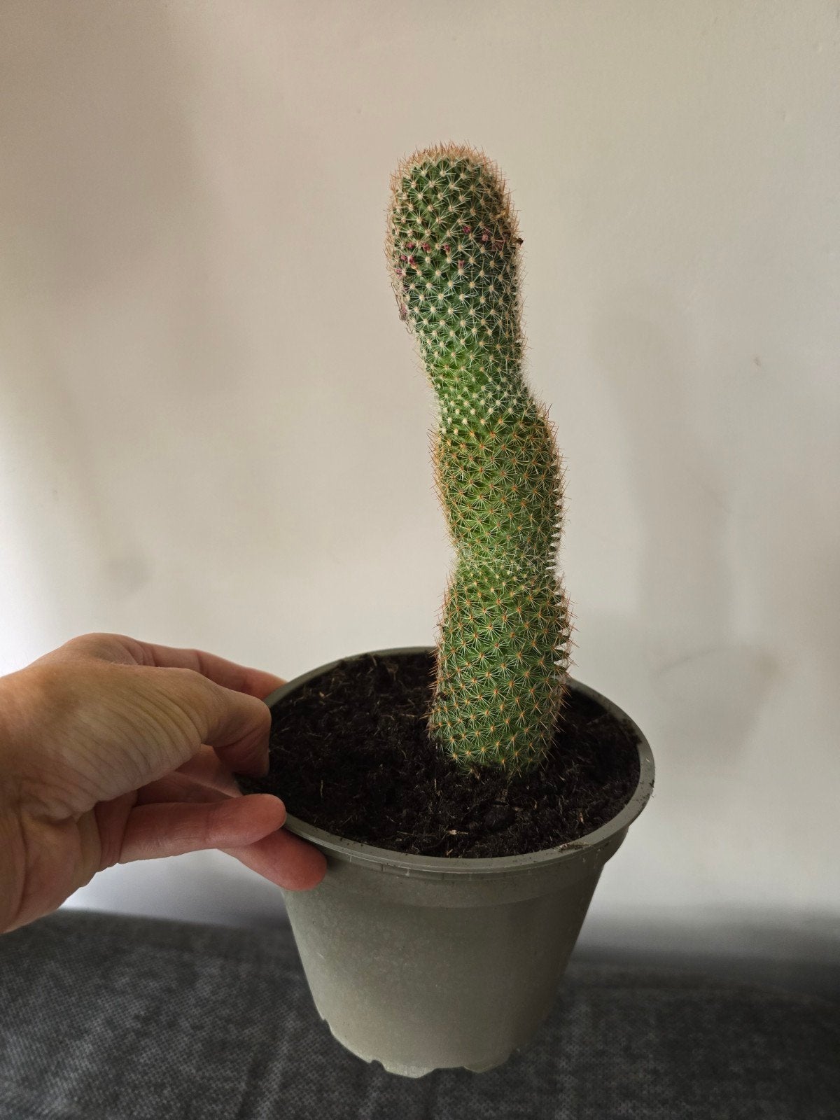 cactus, Ophalen, Cactus, Volle zon, Minder dan 100 cm