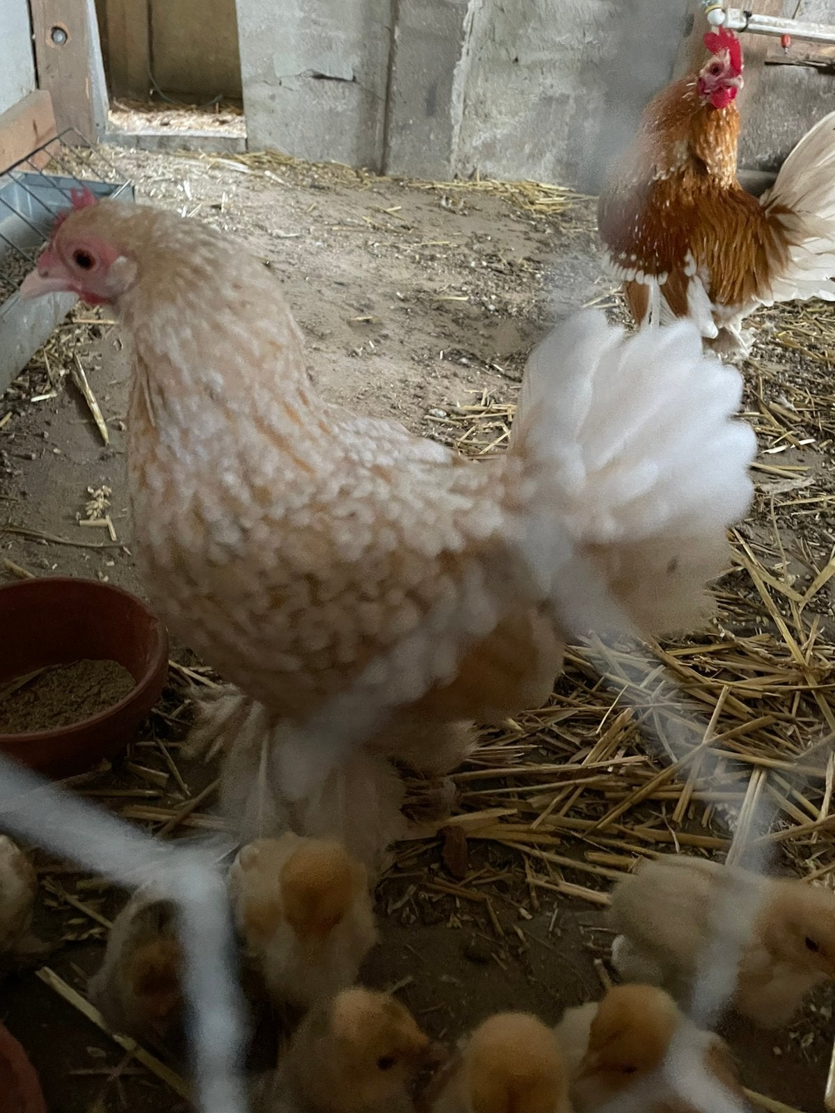 Sabelpoot kriel kuikens okerwit, Dieren en Toebehoren, Geslacht onbekend, Kip
