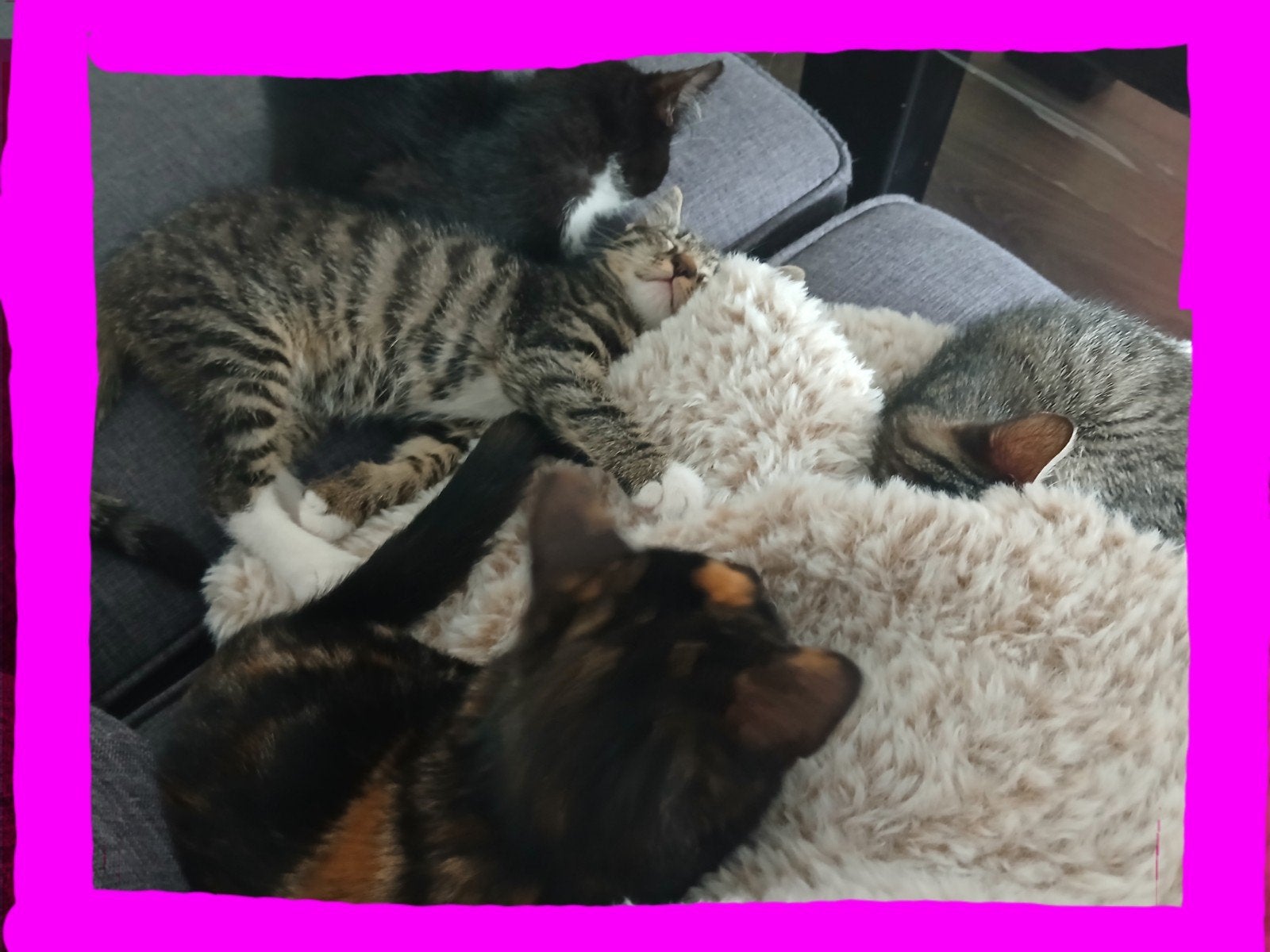 💙🩷Fijn huisje gezocht voor lieve kittens 15 weekjes 🩷🩵, Meerdere dieren, Ontwormd, 0 tot 2 jaar