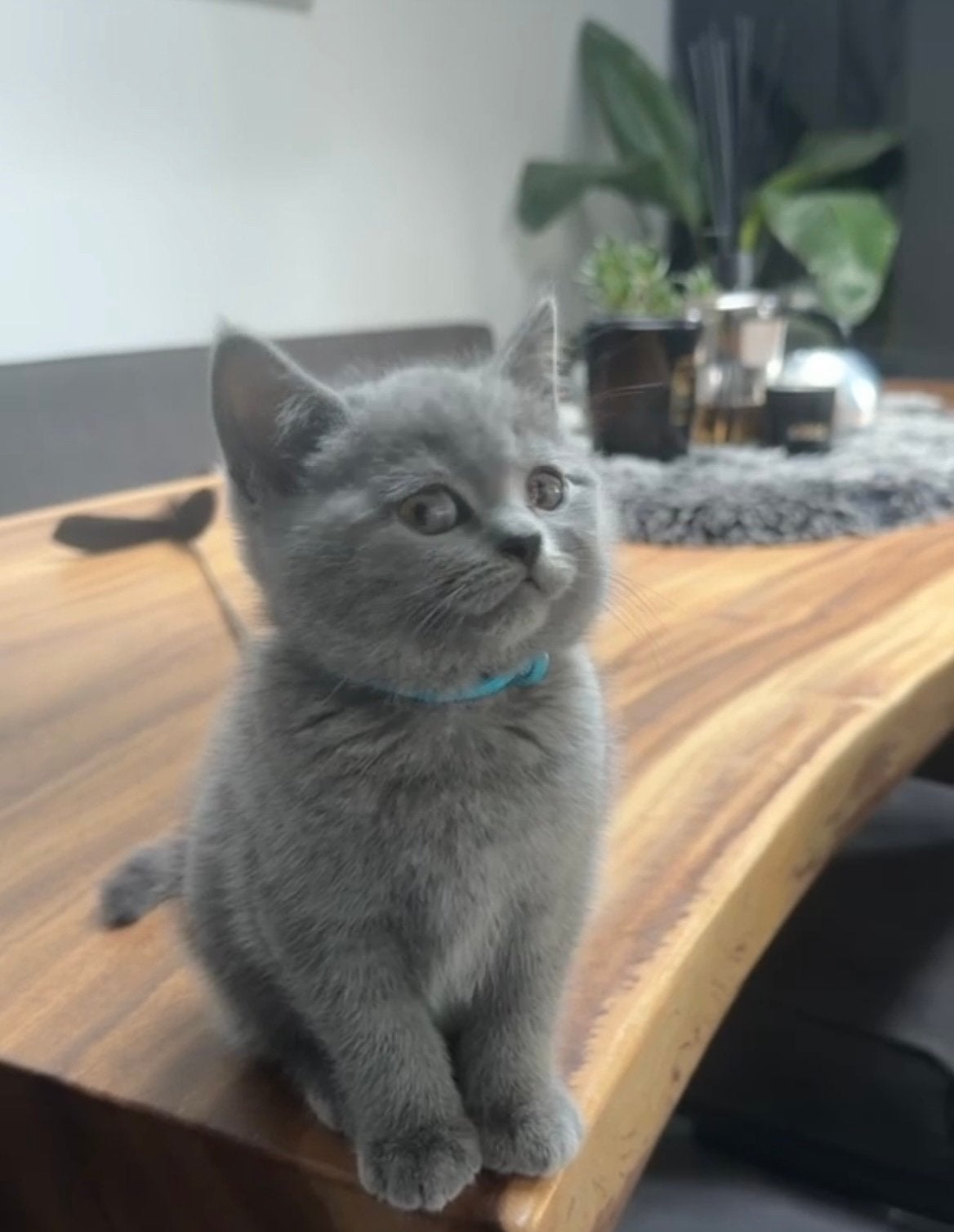 De allerschattigste brits korthaar kittens, Dieren en Toebehoren, Katten en Kittens | Raskatten | Korthaar, Meerdere dieren, Gechipt