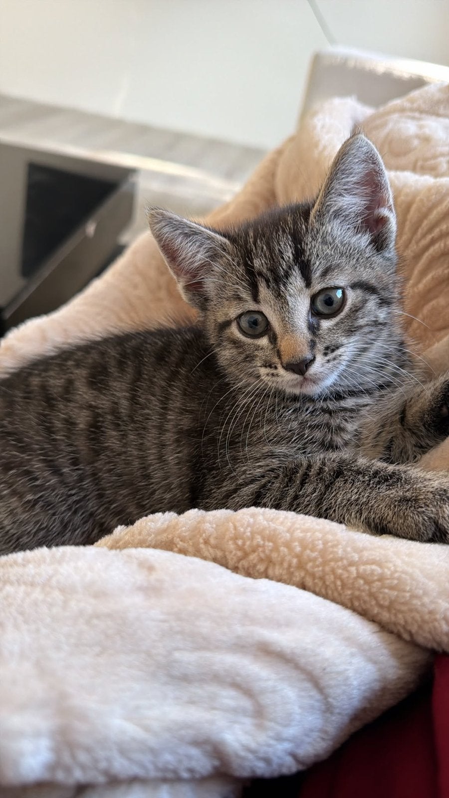 Kitten gratis, Dieren en Toebehoren, Kater, Kortharig, 0 tot 2 jaar