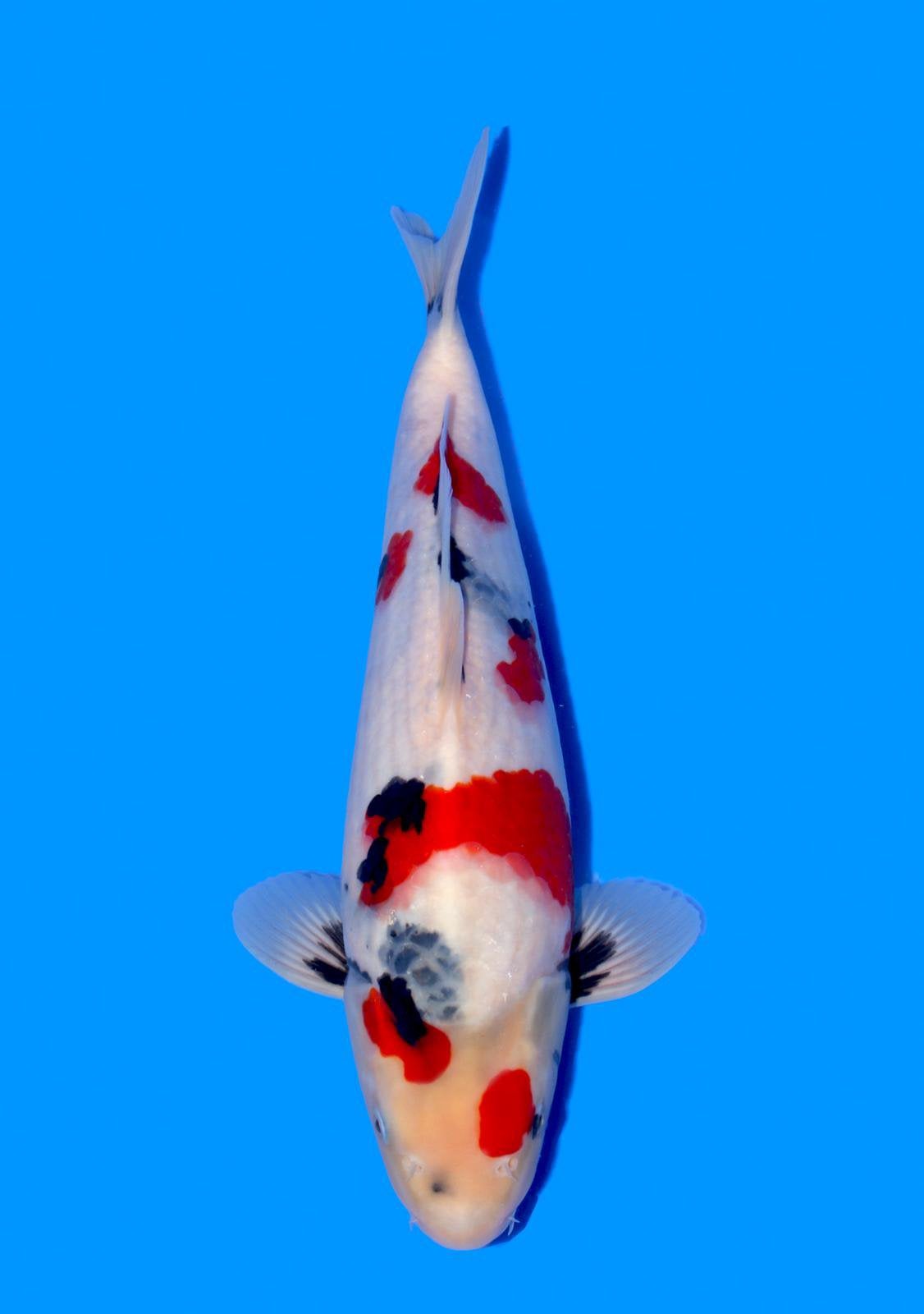 High class japanse koi tancho showa sanke karashigoi kohaku, Dieren en Toebehoren, Vissen | Vijvervissen, Karper of Koi