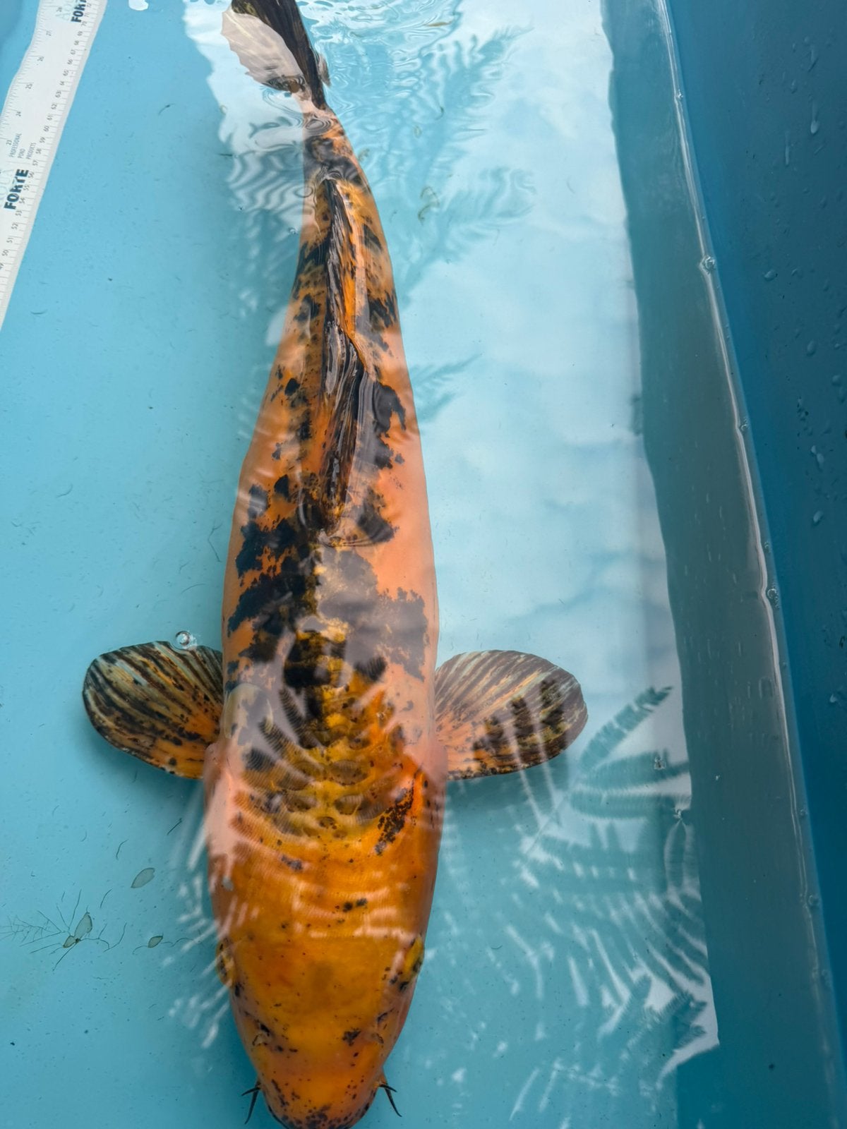 Ki Utsuri koi, Karper of Koi