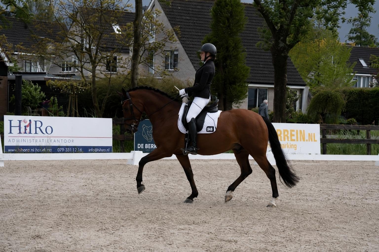 6 jarige New forest ruin E pony., Dieren en Toebehoren, Pony's, E pony (1.48m - 1.57m), Met stamboom, Ruin, Dressuurpony