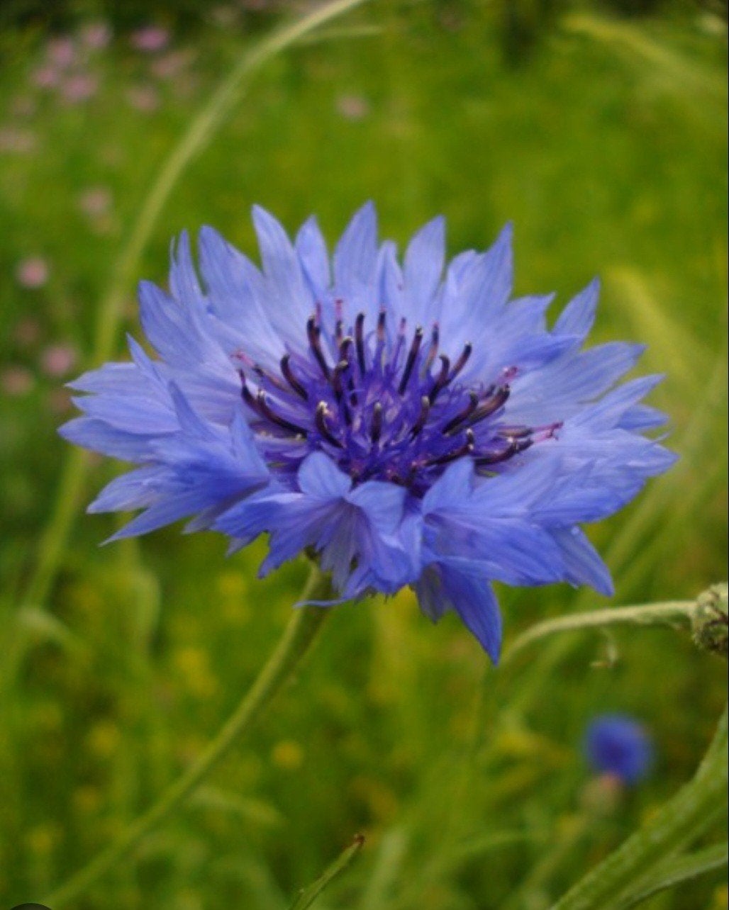 Korenbloem Zaadjes € 1,-, Ophalen of Verzenden, Voorjaar, Volle zon, Zaad