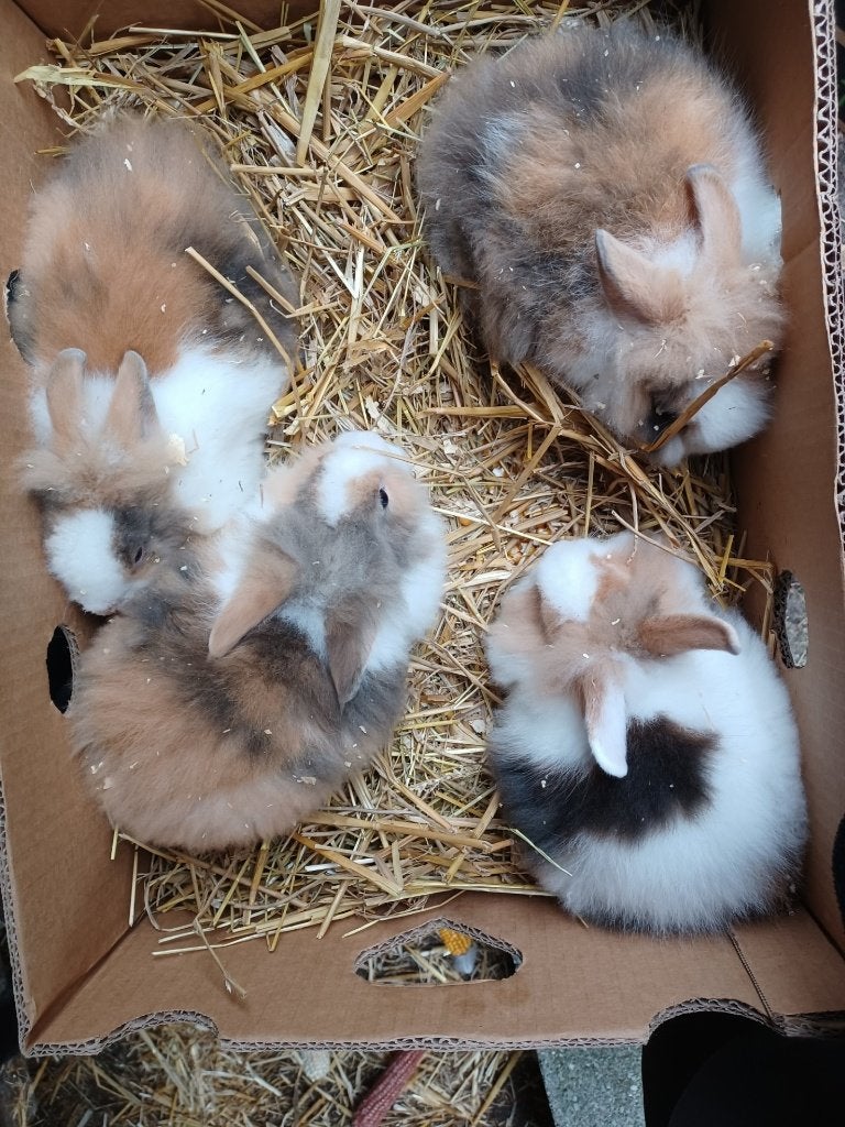 dwerg konijntjes, Dieren en Toebehoren, Konijnen, Meerdere dieren, Dwerg