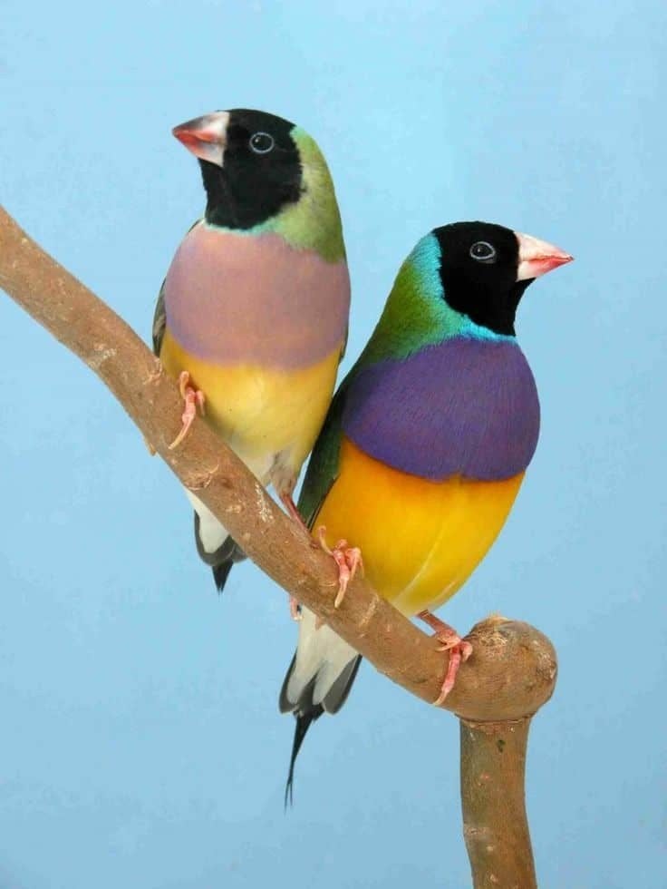 2 koppels zkpb gouldamadines, Dieren en Toebehoren, Vogels | Overige Vogels, Meerdere dieren, Tropenvogel, Geringd
