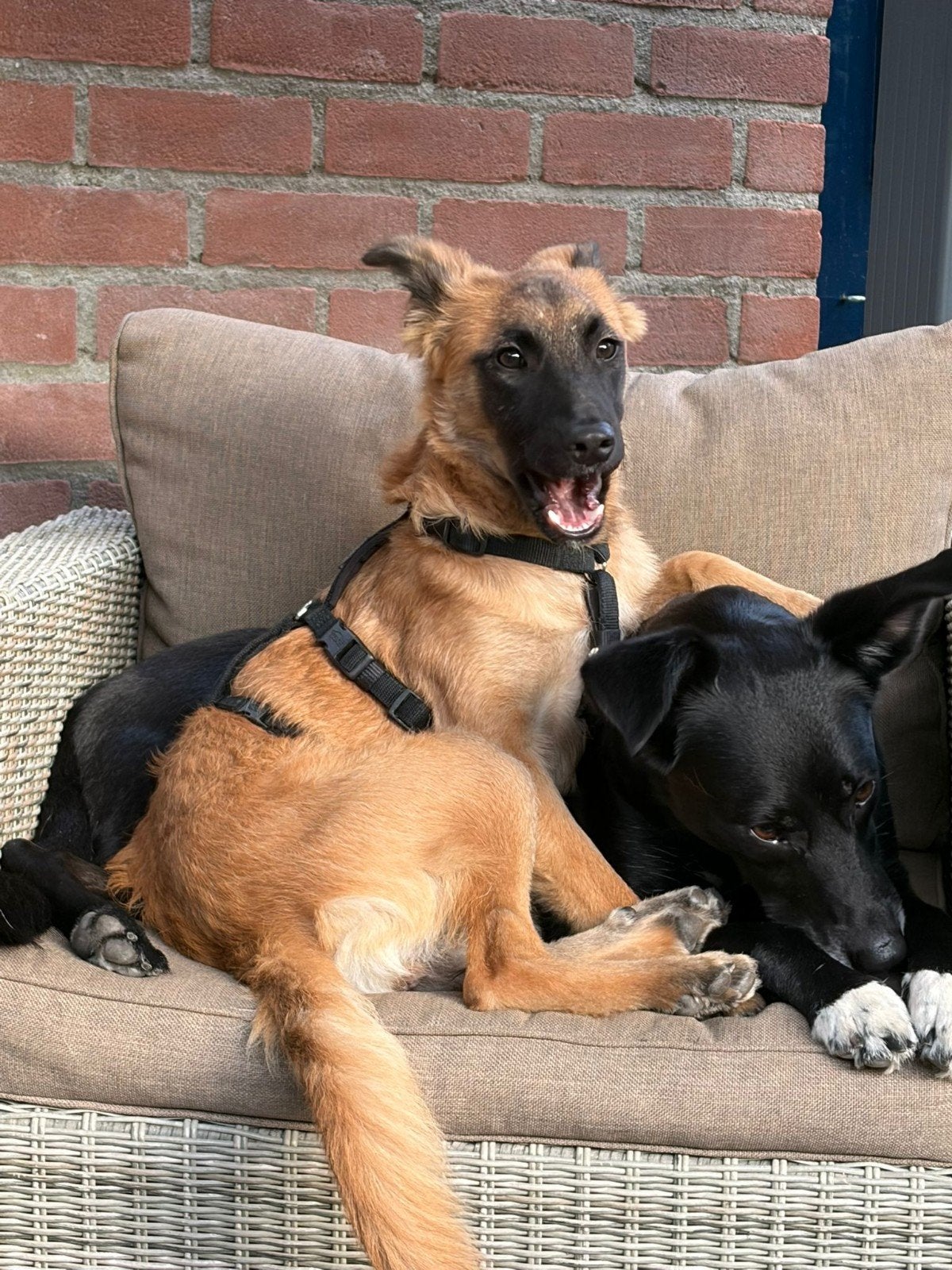 LIEVE CLEO ZOEKT HAAR FOREVER HOME, Dieren en Toebehoren, Particulier, 15 weken tot 1 jaar, Buitenland, Teef