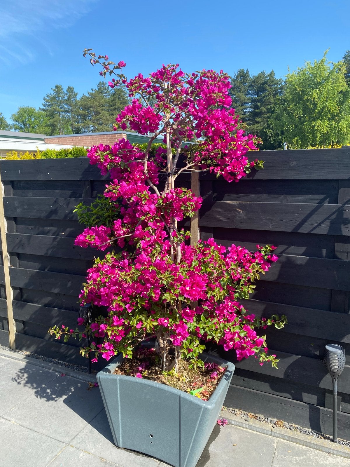 Prachtige Bougainvillea 'Sanderiana Renate' incl. pot, Tuin en Terras, Planten | Tuinplanten, Ophalen, Volle zon, Vaste plant