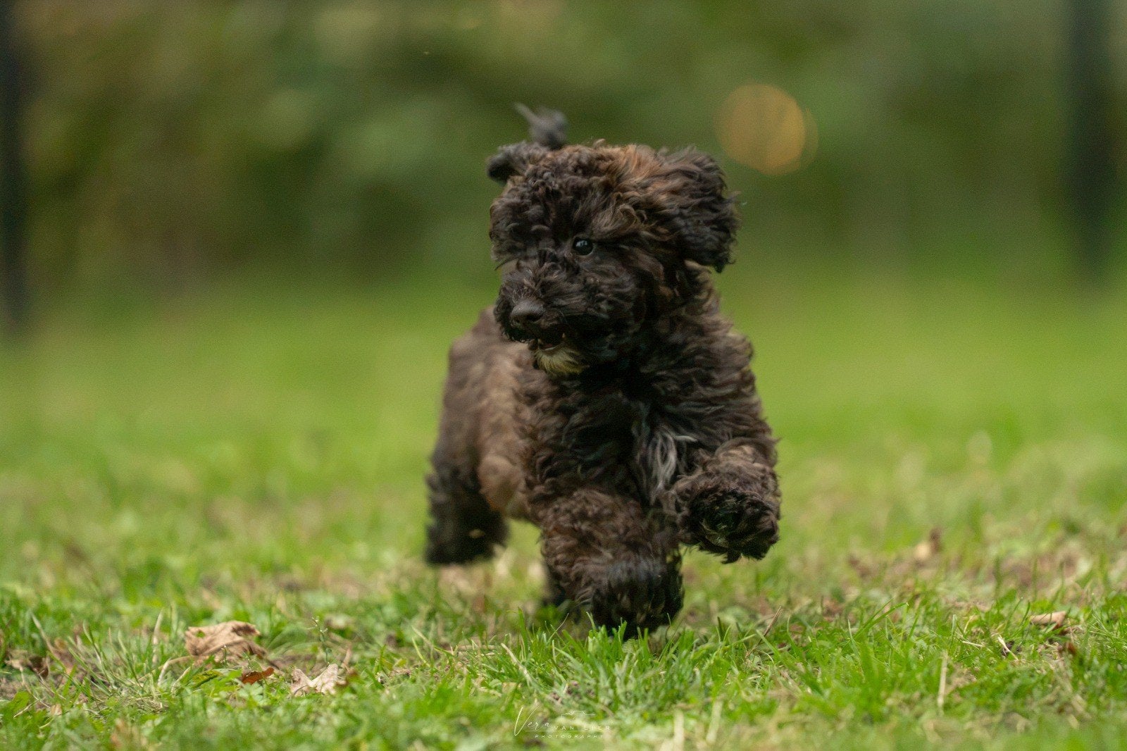 Mini doodle Boompoo/Maltipoo pups F1b, 15 weken tot 1 jaar, Overige rassen, CDV (hondenziekte), Meerdere