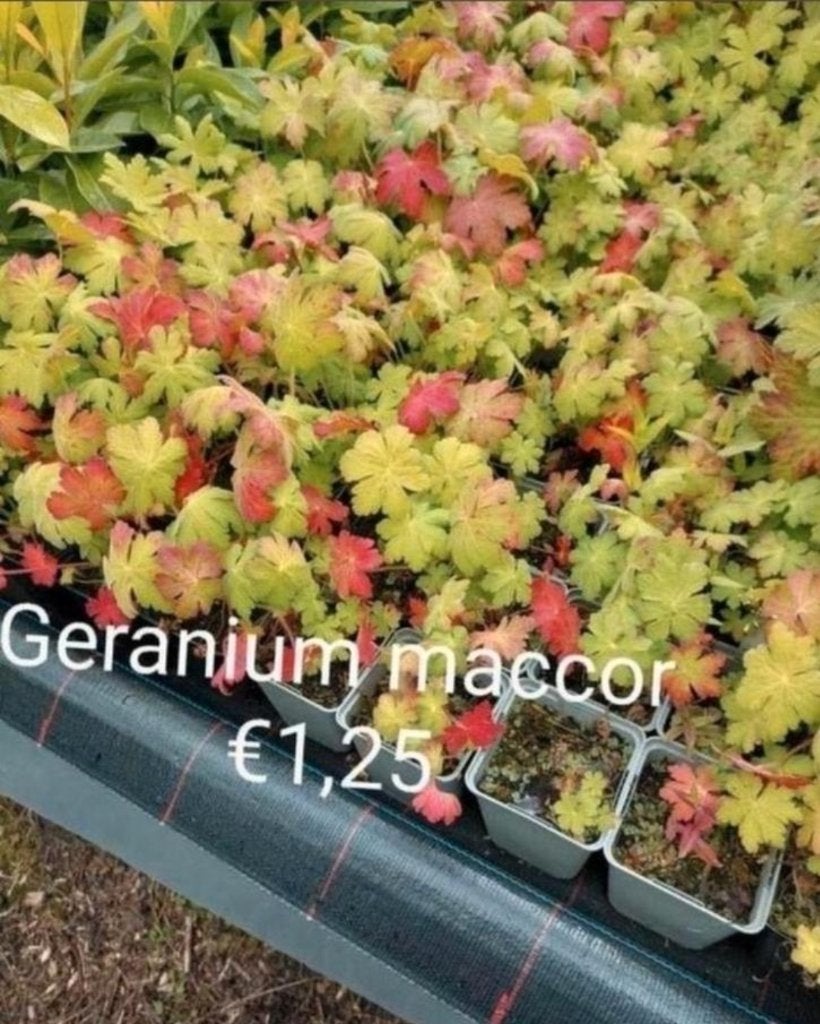Geranium maccor, Ophalen, Bodembedekkers, Volle zon, Vaste plant