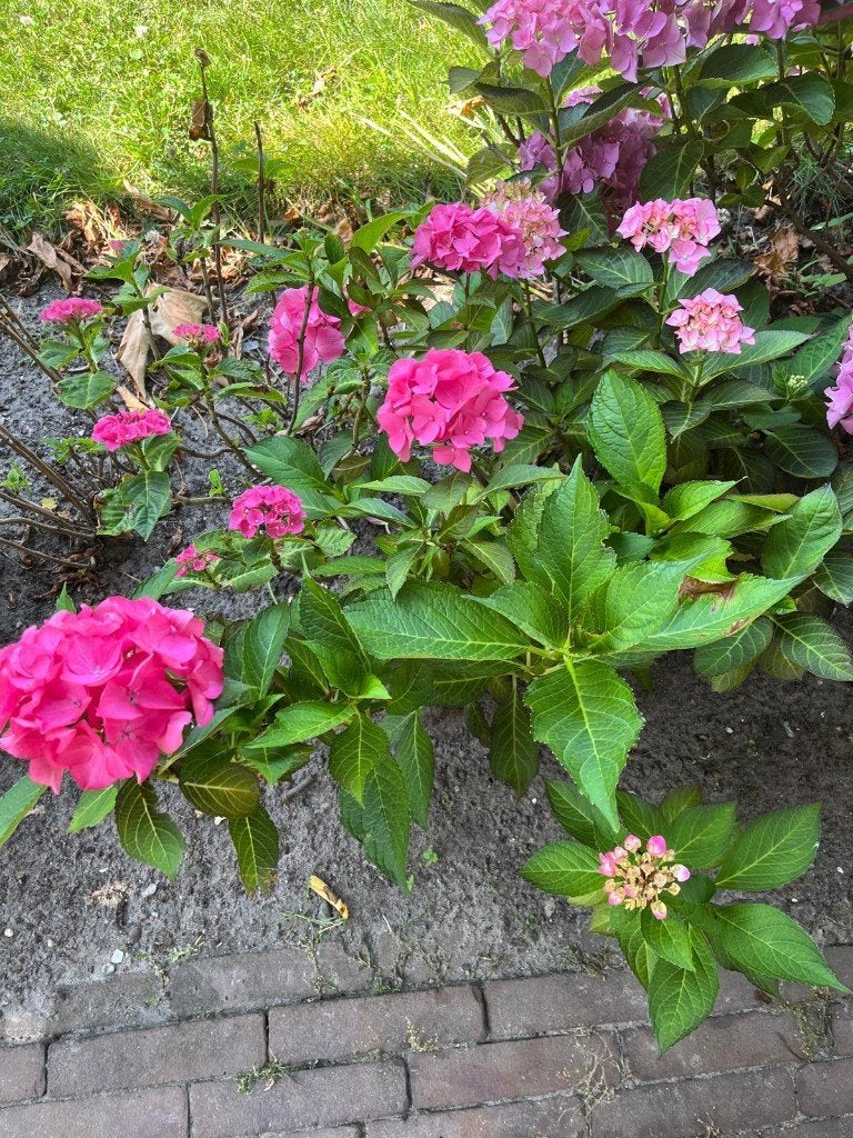 Hortensia's, Tuin en Terras, Planten | Tuinplanten, Vaste plant, Halfschaduw, Zomer, Ophalen