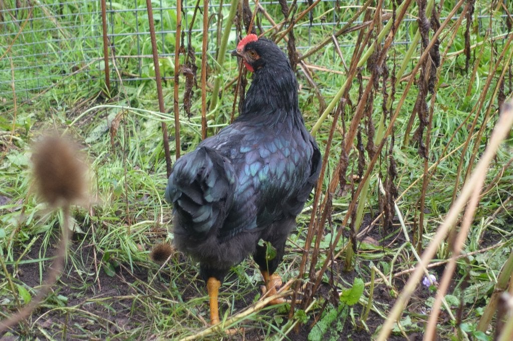 Hanen barnevelder groot, Dieren en Toebehoren, Mannelijk, Kip