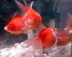 Pearl Scale goudvis mix / Koidreams Valburg, Dieren en Toebehoren, Goudvis(sen)