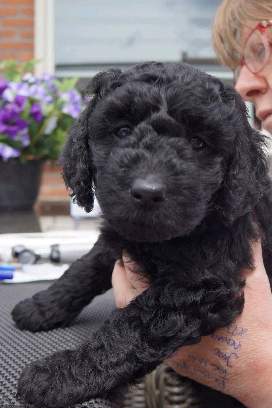 Nog 2 super leuke F4 multigen doodles, Parvo, Overige rassen, 8 tot 15 weken, Meerdere