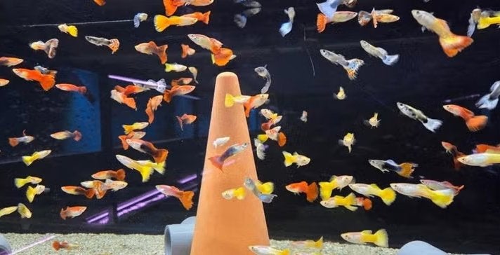 Mooie Guppy man mix - Gup - Koidream Valburg, Dieren en Toebehoren, Vis, Zoetwatervis