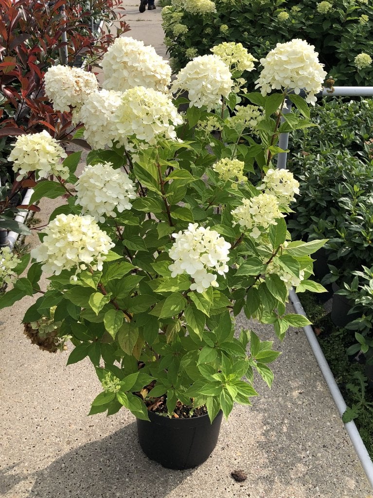 Hydrangea pan. Limelight (verbeterde pluimhortensia) pot, Tuin en Terras, Planten | Tuinplanten, Ophalen, Overige soorten, Halfschaduw