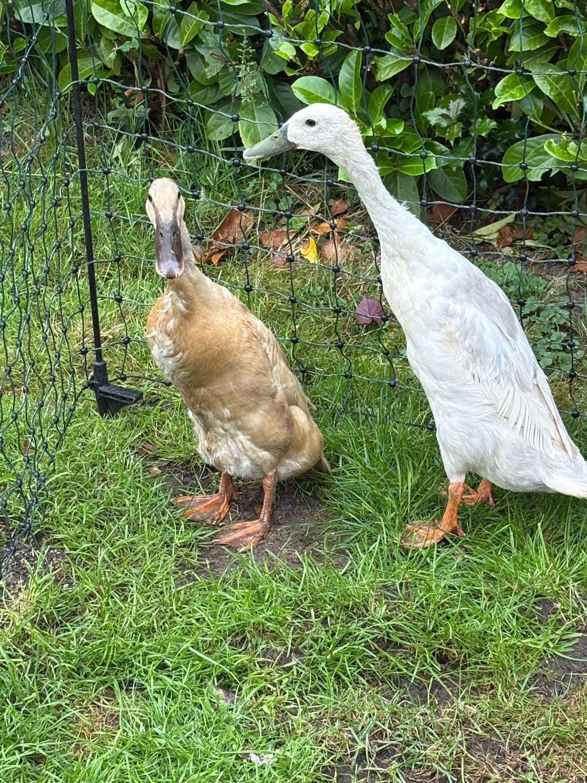 Lieve tamme indische loopeenden koppel, Ophalen, Nieuw, Overige typen