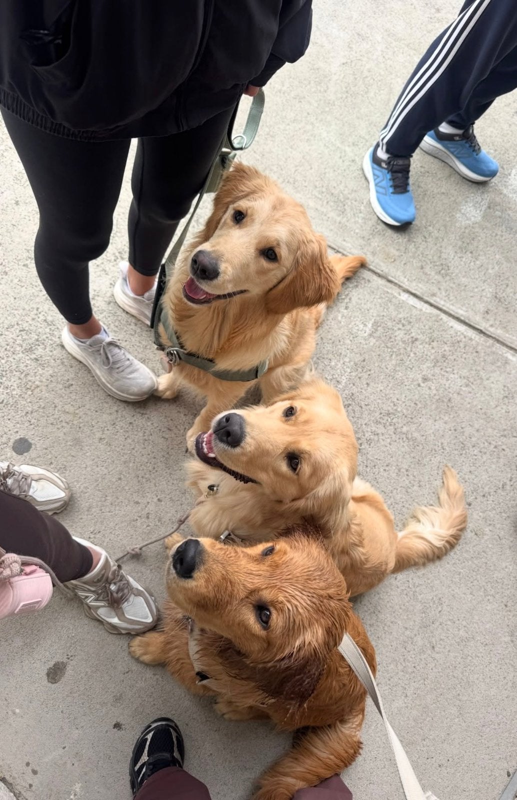 Gezocht: Golden Retriever pups, Reu, 8 tot 15 weken, Eén hond, Nederland