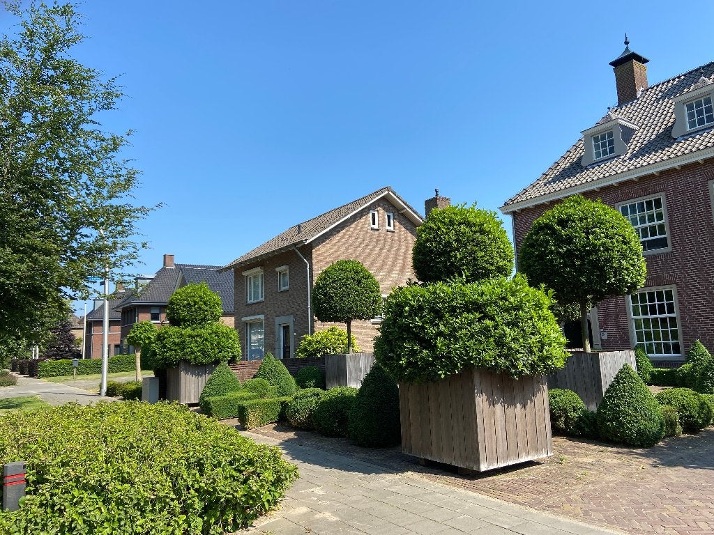 Speciale bomen Laurus Nobilis, Tuin en Terras, Herfst, 400 cm of meer, Volle zon, In pot