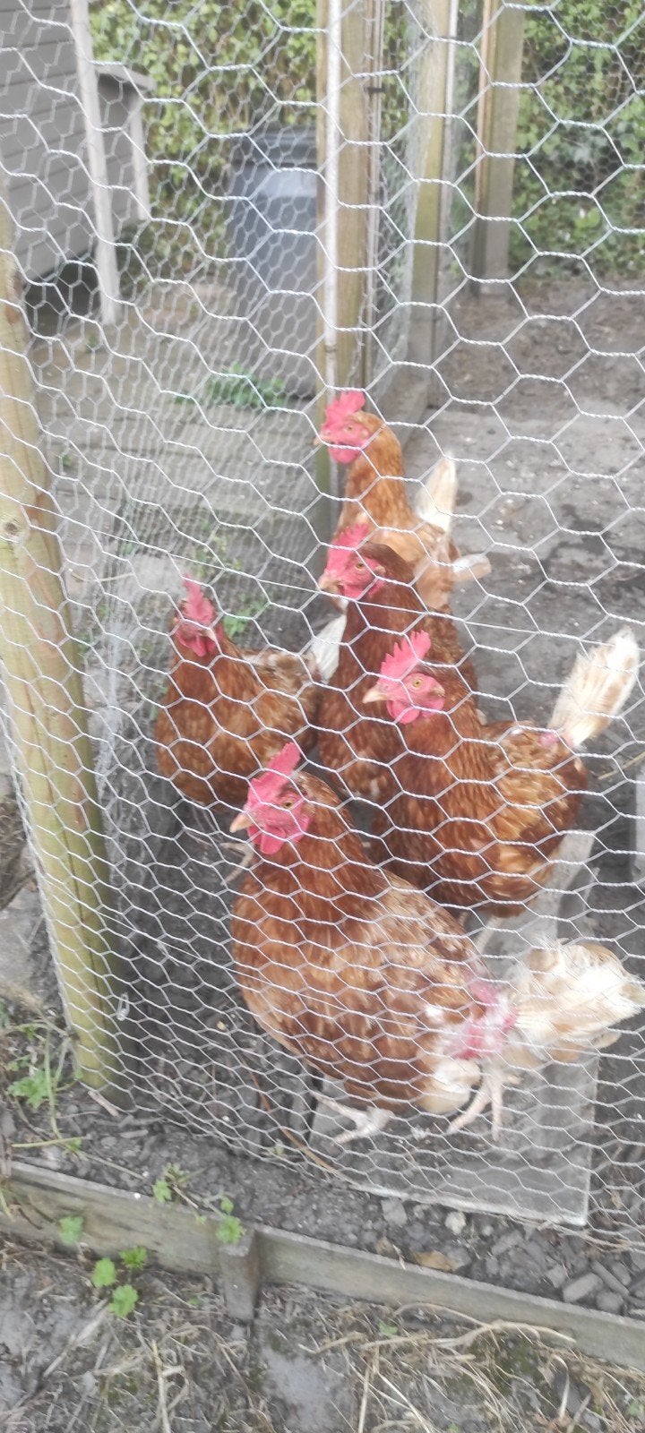 gratis 3 bruine legkippen, Dieren en Toebehoren, Pluimvee, Vrouwelijk, Kip