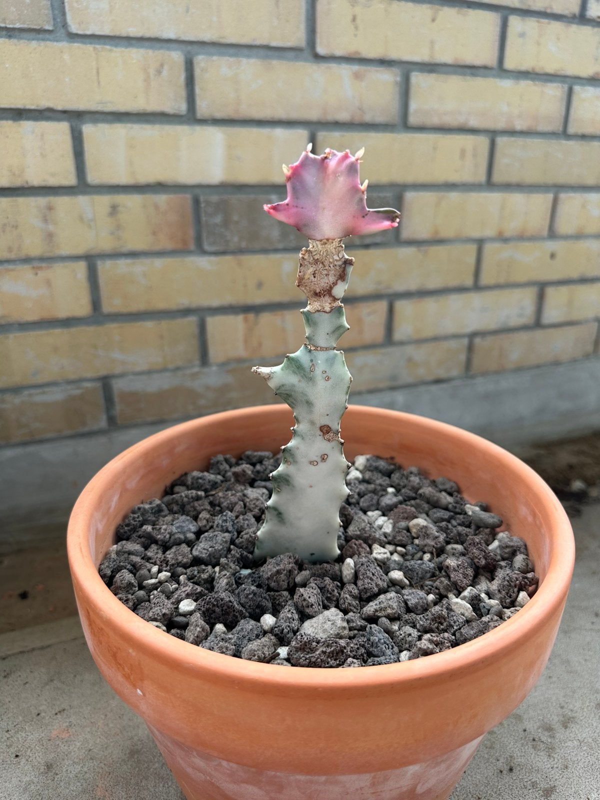 Euphorbia Lactea White Ghost 20cm met pot, Vetplant, Ophalen of Verzenden, In pot, Minder dan 100 cm