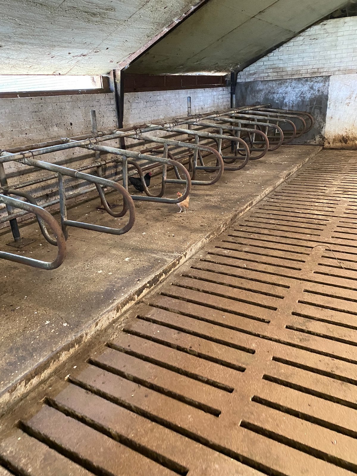 Ligboxen, Dieren en Toebehoren, Stalling en Weidegang