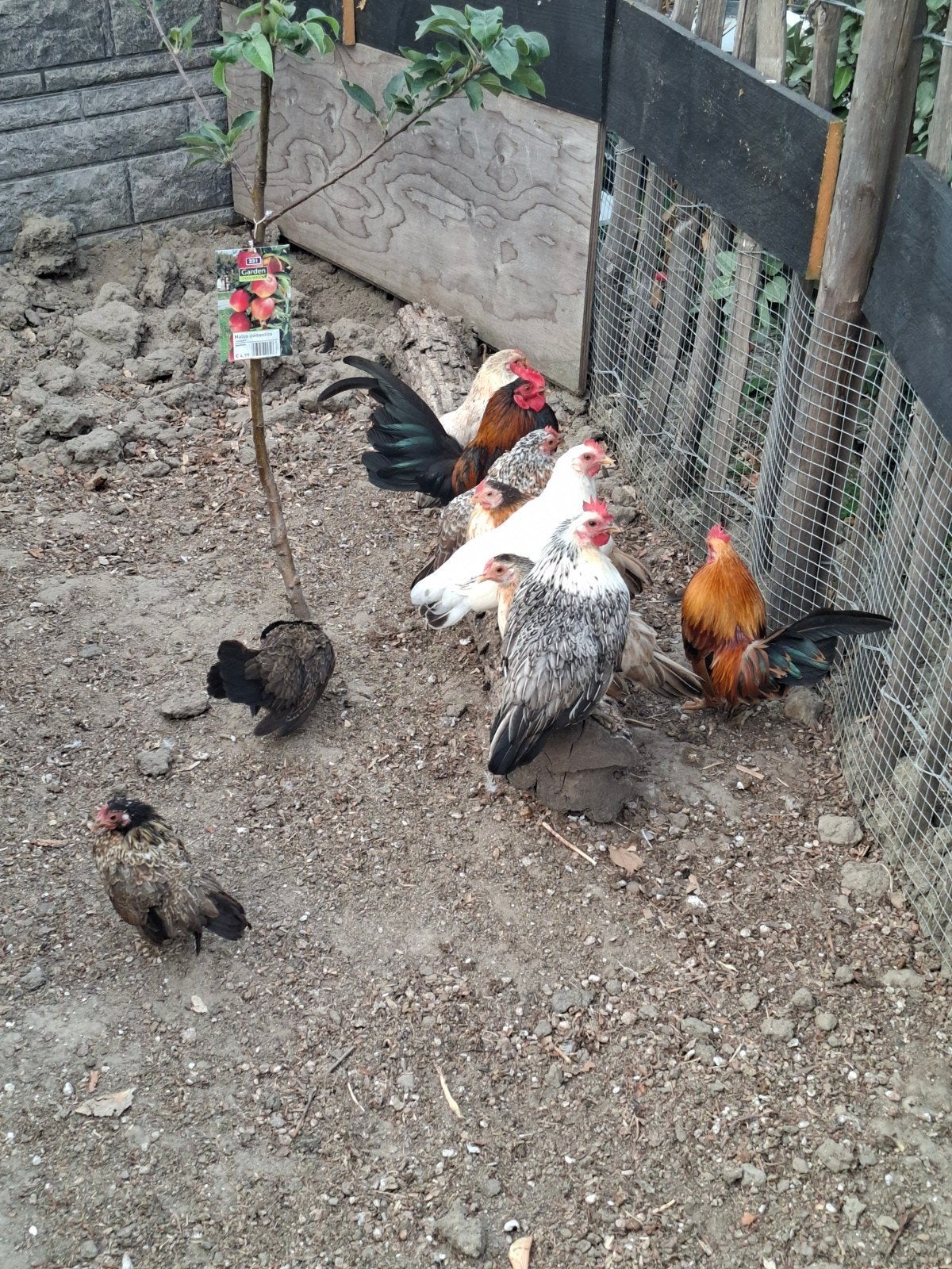 Serama, 8 hennen, 2 hanen, Meerdere dieren, Kip