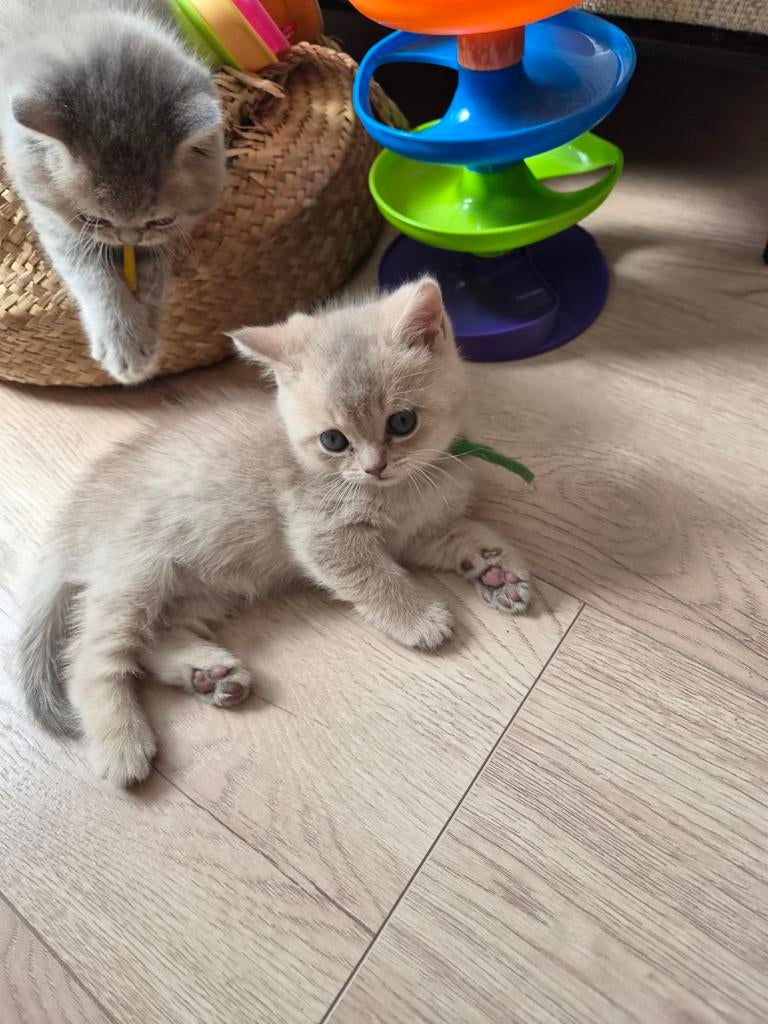 Laatste britse korthaar kitten, Dieren en Toebehoren, Meerdere dieren, Ontwormd, 0 tot 2 jaar