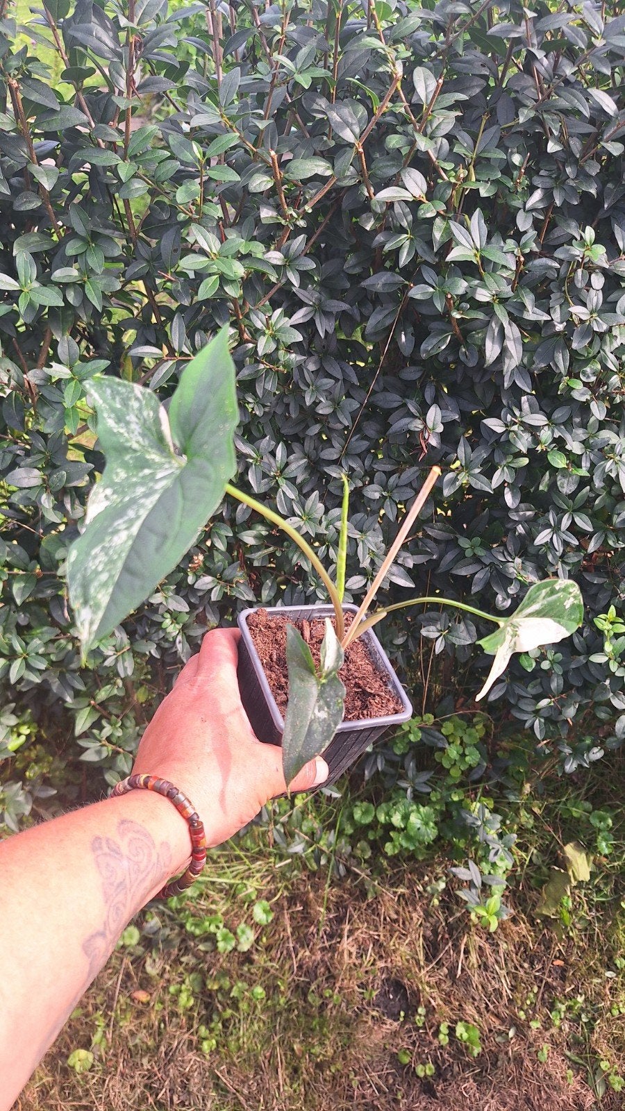 Syngonium podophyllum alb.variegata, Ophalen of Verzenden, Overige soorten, Halfschaduw