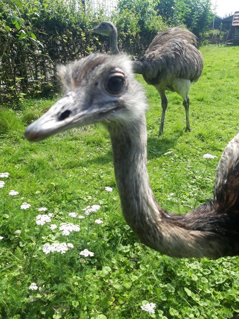 Nandoe hen gezocht/ haan te koop, Dieren en Toebehoren, Vrouwelijk, Overige soorten