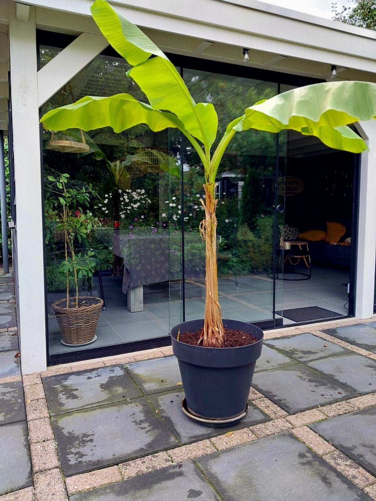 Grote bananenplant in pot., Ophalen, Vaste plant, Overige soorten, Volle zon