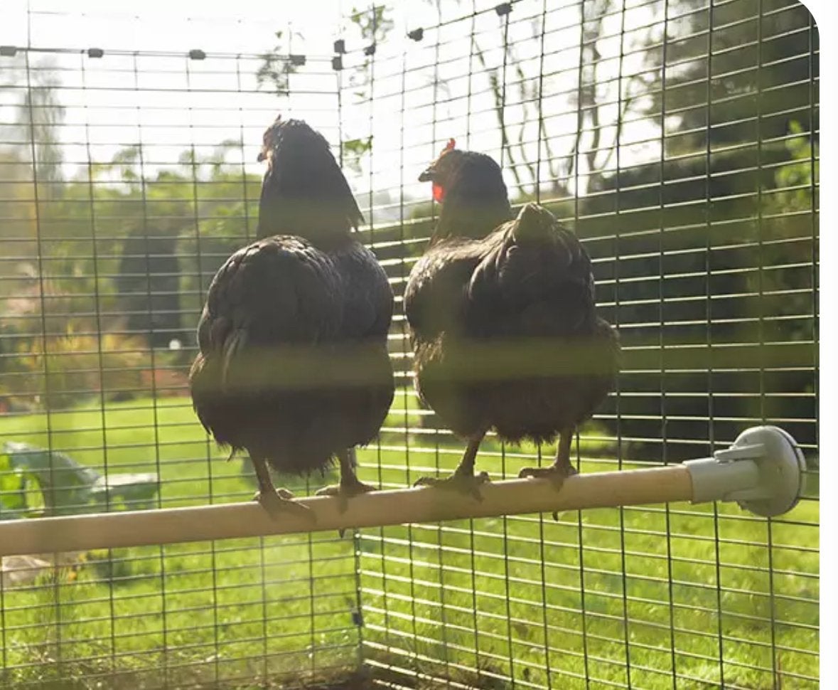 Omlet kippen zitstok, Dieren en Toebehoren, Meerdere dieren, Kip
