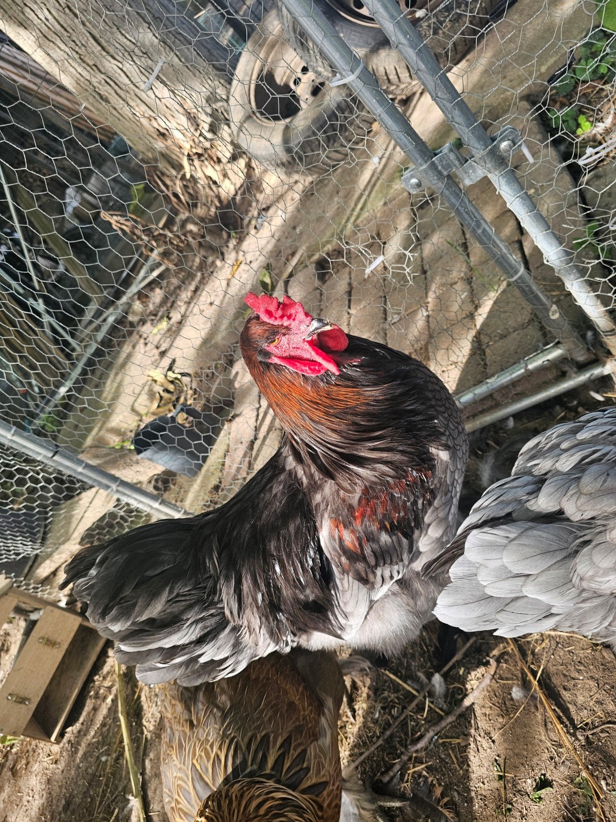 Haan Willy brahma/patrijs leghorn mix, Dieren en Toebehoren, Mannelijk, Kip