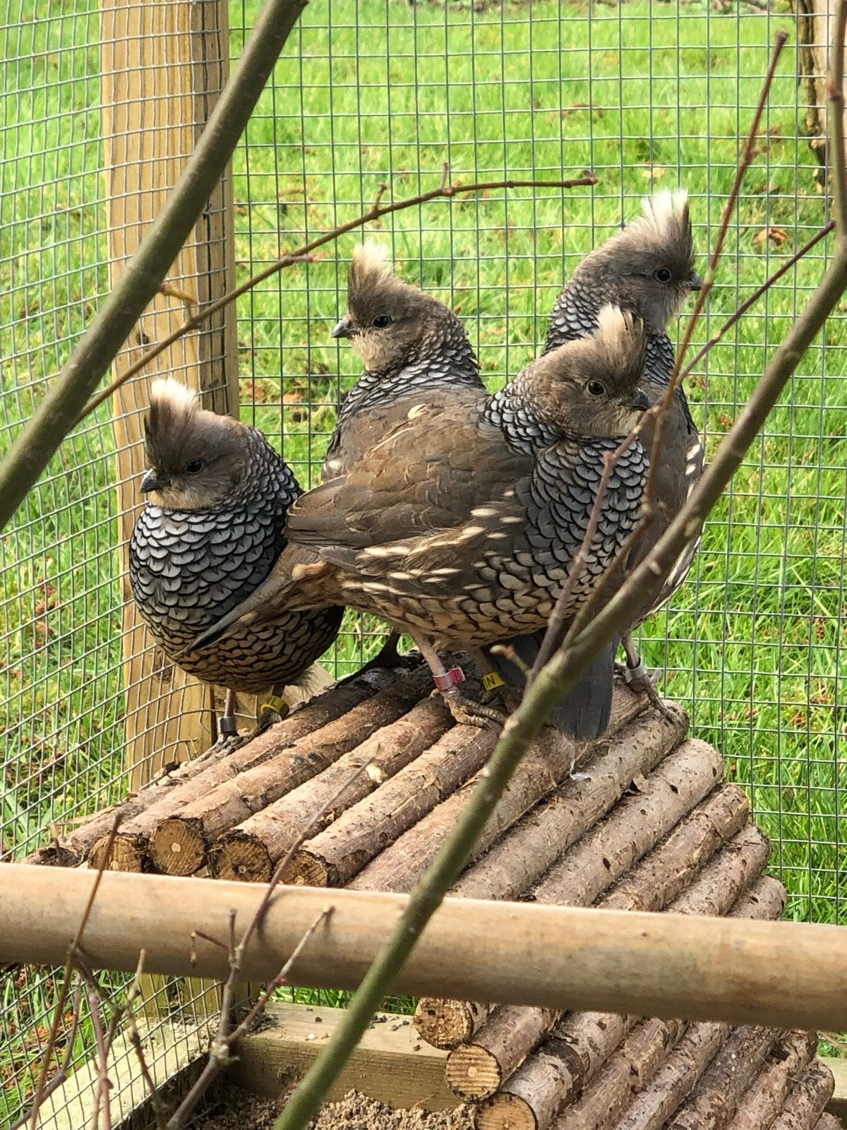Blauwschub kwartel man, Dieren en Toebehoren, Mannelijk, Overige soorten