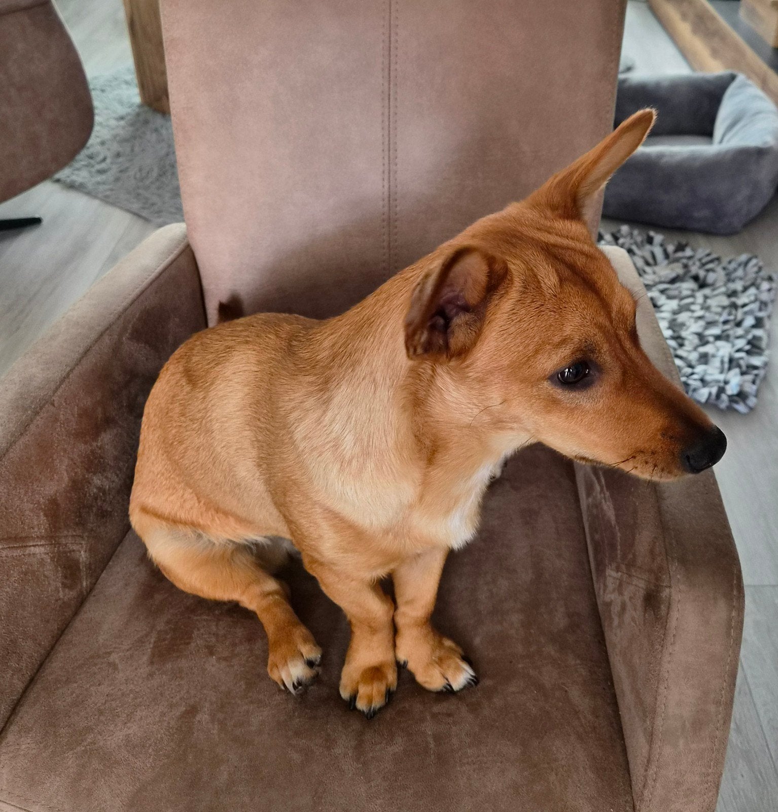 Lieve chihuaua van 8 maanden zoekt een passend thuis, Parvo, 15 weken tot 1 jaar, Reu, Eén hond