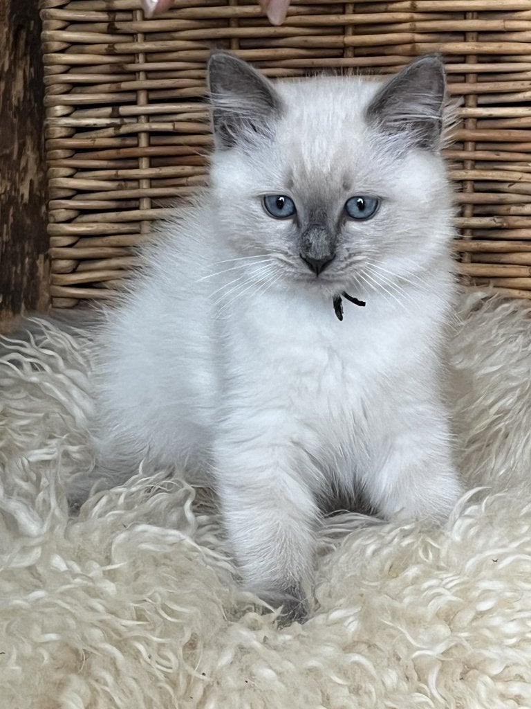 Prachtige bluepoint Ragdoll kittens met stamboom, Meerdere dieren, Met stamboom, 0 tot 2 jaar