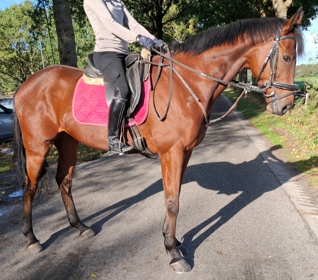 Topbrave 5,5 jr recreatie-manege ruin 1,72 mtr, Ruin, Recreatiepaard, Met stamboom, B