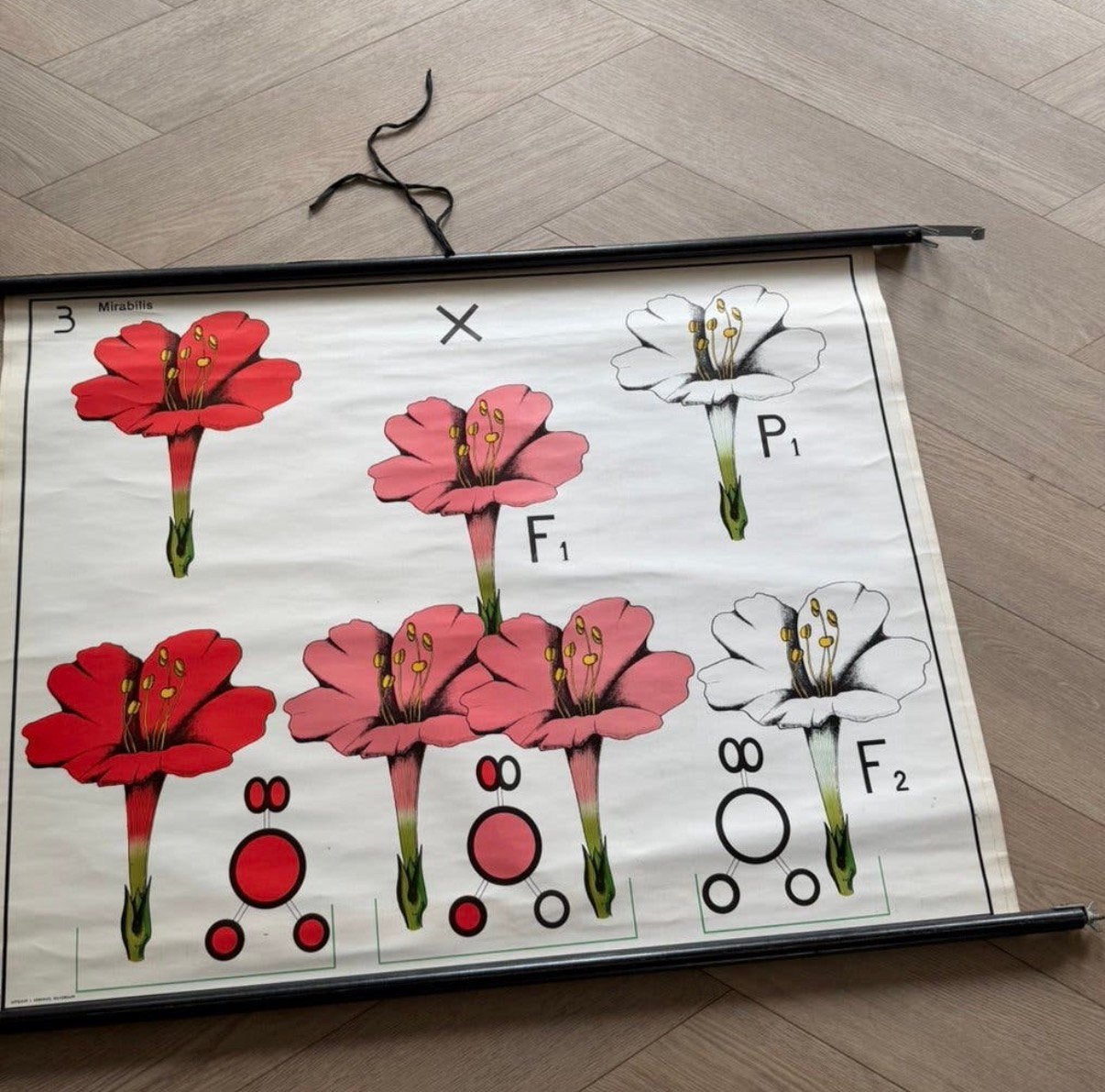 Vintage schoolkaart - De Mirabilis-bloesembloem, Ophalen of Verzenden, Natuur en Biologie