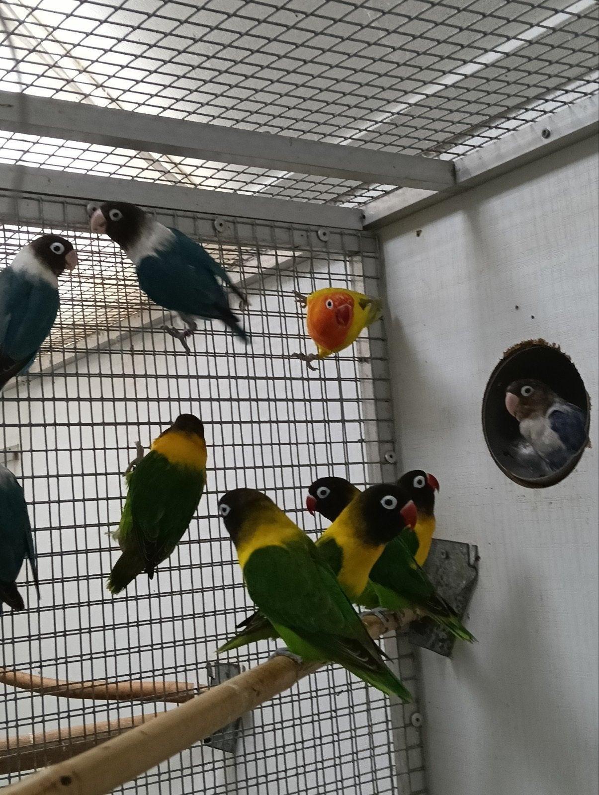 10 personatas en 3 fischeries, Meerdere dieren, Dwergpapegaai of Agapornis, Geringd