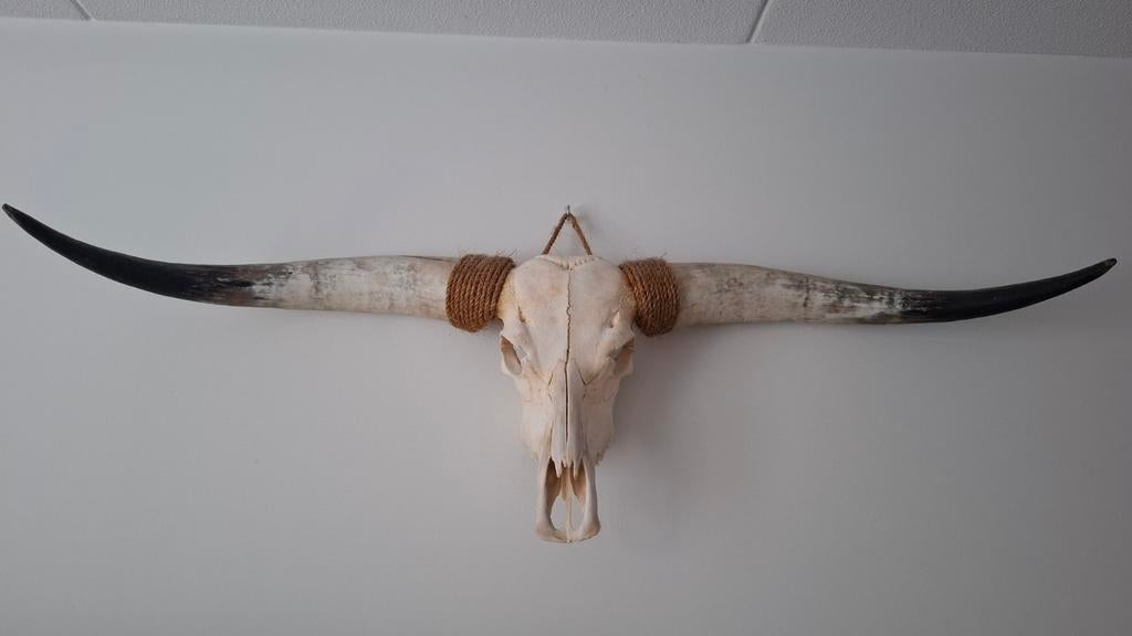 Hongaarse koe schedel met hoorns, Ophalen, Zo goed als nieuw, Boerderijdier, Schedel