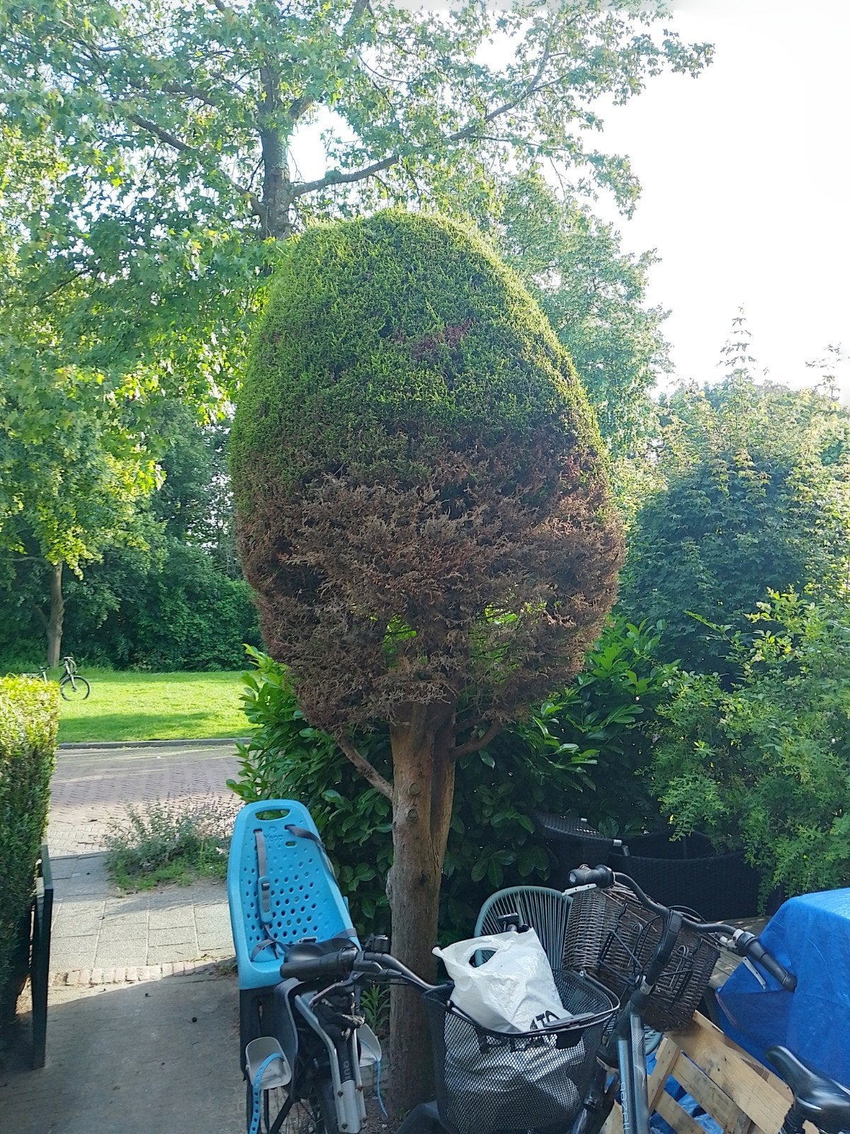 Boom, Ophalen, Volle zon, Overige soorten